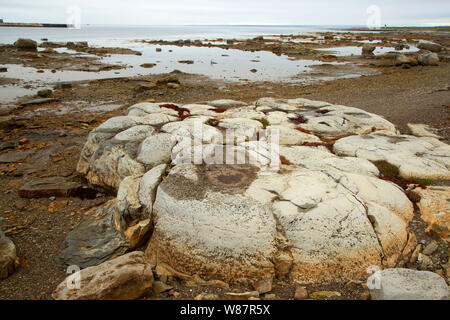 Thrombolites Thrombolites Trail entlang, Blumen Cove, Neufundland und Labrador, Kanada Stockfoto