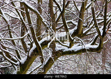 Zweige eines Baumes leicht im Schnee, plantage Gärten Norwich Großbritannien Stockfoto