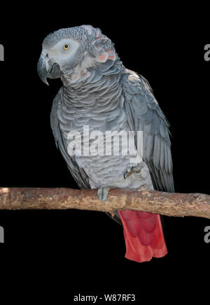 Afrikanisches Grau-Papagei (Psittacus Erithacus) Stockfoto