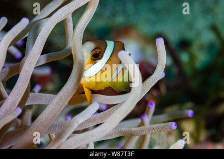 Gebänderte Clownfisch in Ihren Host Anemone an einem tropischen Korallenriff in Asien Stockfoto