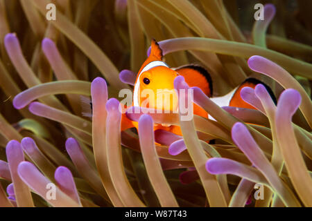 Cute gemeinsame Clownfisch in den Tentakeln der Host Anemone an einem tropischen Korallenriff Stockfoto