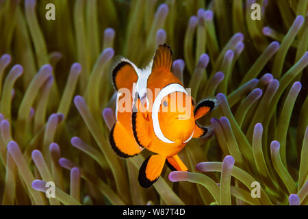 Cute gemeinsame Clownfisch in den Tentakeln der Host Anemone an einem tropischen Korallenriff Stockfoto