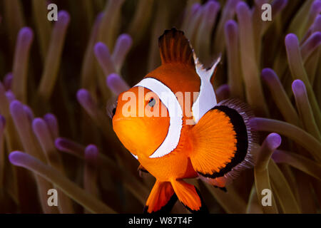 Cute gemeinsame Clownfisch in den Tentakeln der Host Anemone an einem tropischen Korallenriff Stockfoto