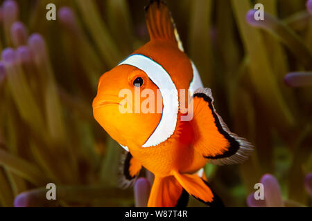 Cute gemeinsame Clownfisch in den Tentakeln der Host Anemone an einem tropischen Korallenriff Stockfoto