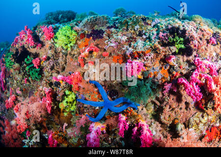 Farbenfrohe blaue Seesterne und Korallen auf einer tropischen Riff Stockfoto