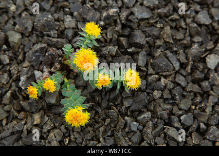 Roseroot (Rhodiola rosea), Kap Ecological Reserve, Neufundland und Labrador, Kanada gebrannt Stockfoto