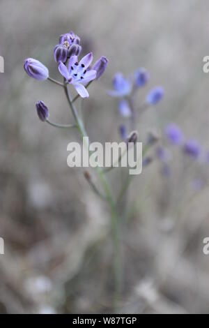 Prospero autumnale (Scilla autumnalis) im Nationalpark Mljet, Kroatien Stockfoto