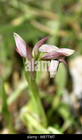 Kleinblütige Zunge - Orchidee (Serapias parviflora) im Nationalpark Mljet, Kroatien Stockfoto