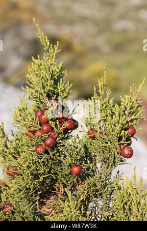 Savin Wacholderbeeren (Juniperus sabina) in Insel Mljet, Kroatien Stockfoto