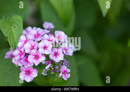 Wunderschöne Foto von hell lila Phlox mit hell-rosa. Schönes kleines Bündel Blumen surrrounded durch pulsierende grüne Blätter Stockfoto