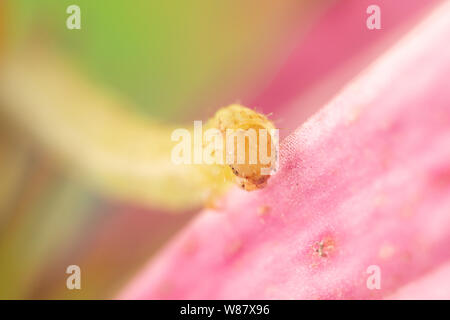 Makro Foto von einem grünen Zoll worm auf Lila Blume Blütenblatt mit niedlichen kleinen Augen. Stockfoto