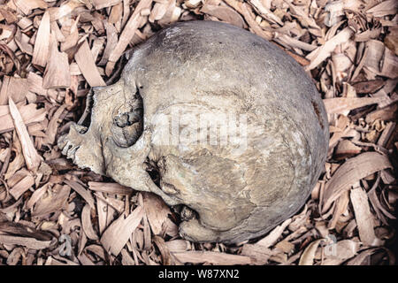 Detail des menschlichen Schädels auf Hintergrund aus Holzspänen. Bild verwendbar für Thriller und Horror Themen. Stockfoto