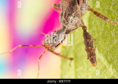 Makroaufnahme eines Assassin bug Nahaufnahme mit Spikes, Haar, und einen farbigen Hintergrund. Stockfoto