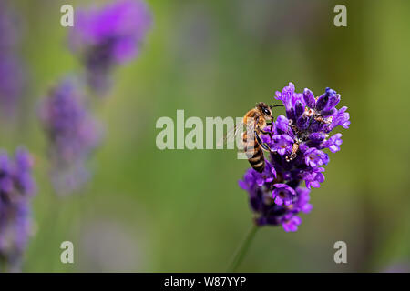 Biene Fütterung auf einem Lavendel Pflanze Stockfoto