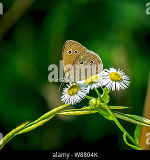 Knapp die grossen blauen hocken auf empfindlichen Kleine weiße Blumen Stockfoto