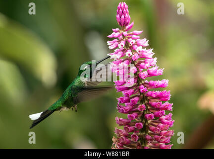 Nahaufnahme der Violett-bibbed Weißspitzen (Urosticte benjamini) Kolibri im Flug und Fütterung auf Nektar aus rosa Orchidee, northwestern Ecuador. Stockfoto