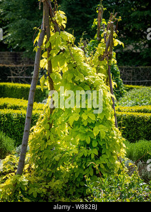 Golden Hopfen (Humulus lupulus 'Aureus') Stockfoto
