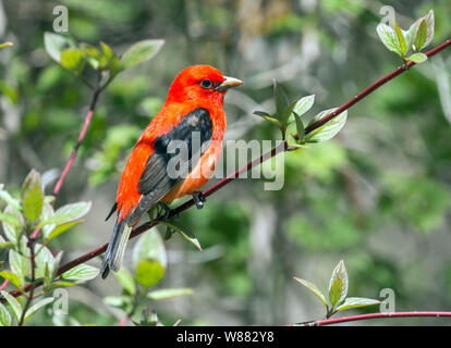 Nahaufnahme des schönen roten und schwarzen Vogel, Scarlet Tanager (Piranga olivacea) in grüner Strauch im Frühjahr Migration in Ontario, Kanada hocken Stockfoto