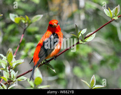 Nahaufnahme des schönen roten und schwarzen Vogel, Scarlet Tanager (Piranga olivacea) in grüner Strauch im Frühjahr Migration in Ontario, Kanada hocken Stockfoto