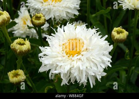 Leucanthemum 'lilac Engelina Shasta daisy Crazy Daisy Blumen Stockfoto