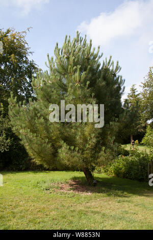 Baum Nadelbaum Baum Park Garten Nadelbaum Gärten Chilenische Araukarie