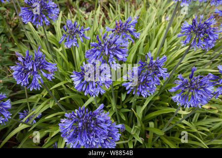 Die lila-blaue Blüten der Agapanthus Orientalis Anlage Stockfoto