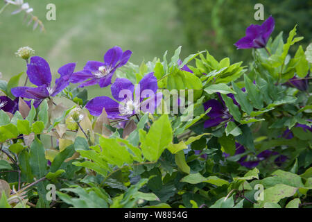 Clematis Bonanza Stockfoto