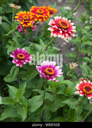 Lebendige Zinnia Blumen Stockfoto