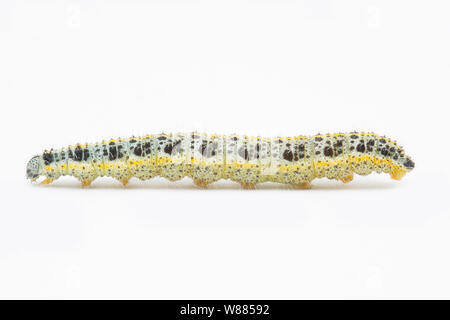 Ein großer weißer Schmetterling Raupe, Pieris brassicae, gefunden Einziehen auf wilde Meerrettich Blätter, Armoracia rusticana, wächst an den Ufern des Dors Stockfoto