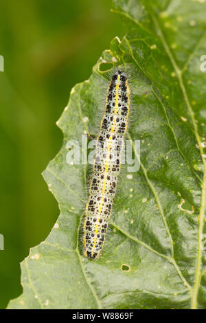 Ein großer weißer Schmetterling Raupe, Pieris brassicae, gefunden Einziehen auf wilde Meerrettich Blätter, Armoracia rusticana, wächst an den Ufern des Dors Stockfoto