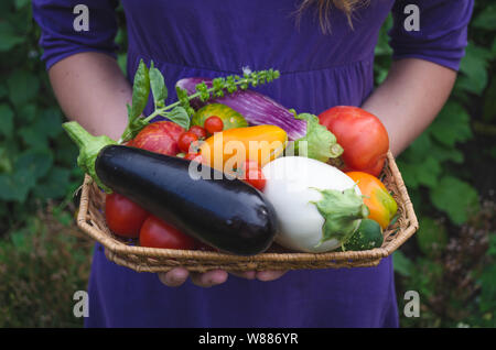 Ein Mädchen trägt frisch gepflückte Bio öko Gemüse im Garten. Organische egglants oder Auberginen, verschiedene Arten von Tomaten und Basilikum. Stockfoto