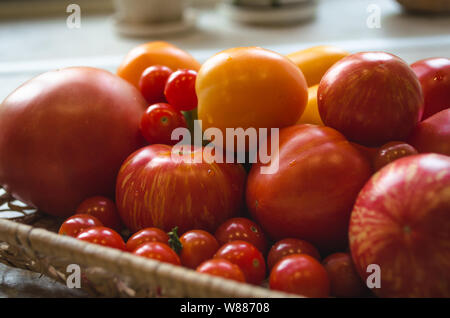 In der Nähe von frisch aus dem Garten Tomaten geerntet. Verschiedene Arten von Tomaten auf einer Platte - Cherry Tomaten, rote, orange Tomaten. Stockfoto