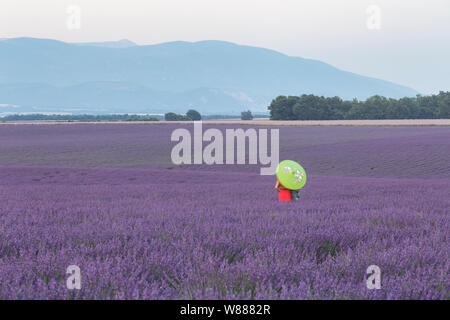 Eine Frau steht in einem Feld von Lavendel auf dem Plateau de Valensole, Provence, Frankreich. Stockfoto
