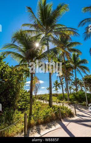 Palmen, South Beach, Miami Beach, Miami-Dade County, Florida, USA, Stockfoto