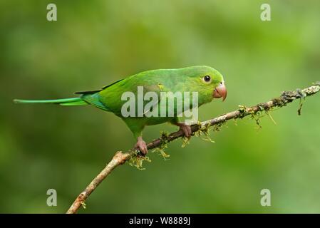 Gelb - chevroned parakeet (Sperlingsvögel chiriri) auf Zweig, Atlantischer Regenwald, Staat Sao Paulo, Brasilien Stockfoto