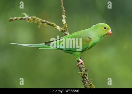 Gelb - chevroned parakeet (Sperlingsvögel chiriri) auf Zweig, Atlantischer Regenwald, Staat Sao Paulo, Brasilien Stockfoto