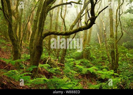 Moos bedeckt Bäume im Lorbeerwald, Mercedes Wald, Anagagebirge, Kanarische Inseln, Teneriffa, Spanien Stockfoto