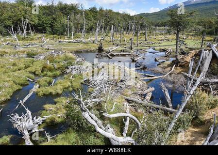 Swampland in Feuerland Nationalpark Feuerland, Argentinien Stockfoto