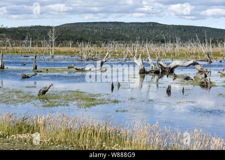 Sumpfland in Tierra del Fuego National Park, Argentinien Stockfoto