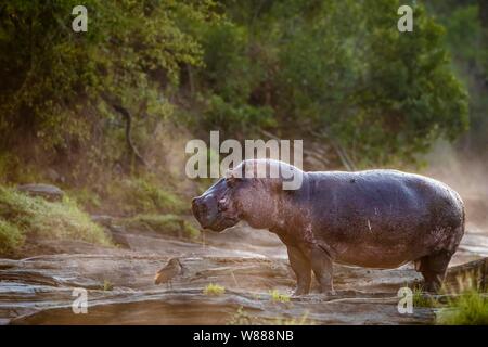 Flusspferd (Hippopotamus amphibius) stehen am Rand der Olare Orok Fluss, Masai Mara National Reserve, Kenia Stockfoto