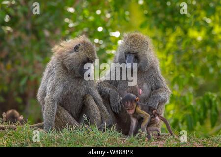 Olivenöl Paviane (papio Anubis), tierische Familie mit jungen, Masai Mara National Reserve, Kenia Stockfoto