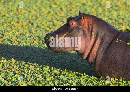 Flusspferd (Hippopotamus amphibius) in einem Teich mit Wasser Kopfsalat, Masai Mara National Reserve, Kenia Stockfoto