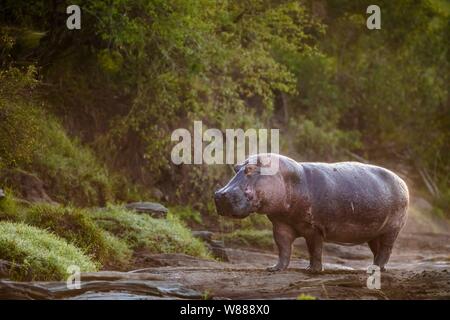 Flusspferd (Hippopotamus amphibius) stehen am Rand der Olare Orok Fluss, Masai Mara National Reserve, Kenia Stockfoto