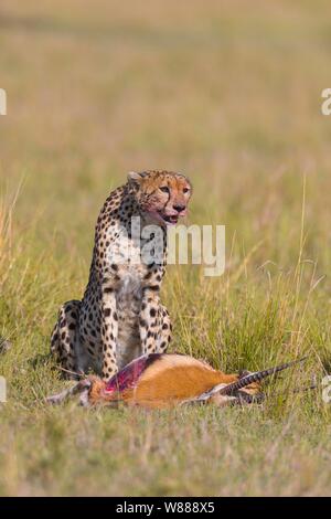 Gepard (Acinonyx jubatus) mit Thomson's Gazelle (Eudorcas Thomsonii) als Beute, Masai Mara National Reserve, Kenia Stockfoto