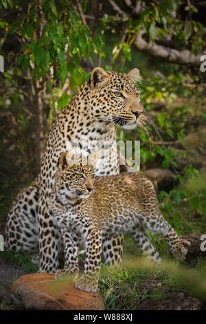 Leopard (Panthera pardus) Mutter Tier mit Cub in Büschen, Masai Mara National Reserve, Kenia Stockfoto