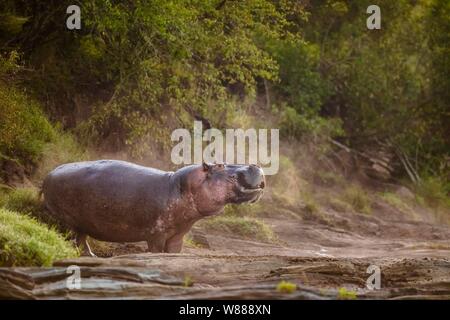 Flusspferd (Hippopotamus amphibius) stehen am Rand der Olare Orok Fluss, Masai Mara National Reserve, Kenia Stockfoto