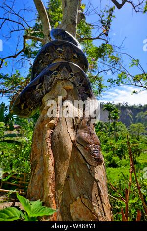 Netzpython (Malayopython reticulatus), auf einem Baum, Sumatra Stockfoto