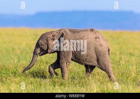 Junger Afrikanischer Elefant (Loxodonta africana), Elephant Kalb in Schlamm bedeckt, Wandern in der Savanne, Masai Mara National Reserve, Kenia Stockfoto