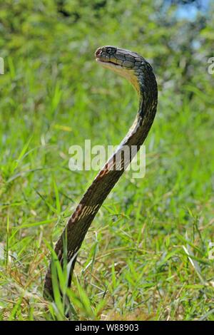 Königskobra (ophiophagus Hannah), die Verbreitung seiner Haube, Thailand Stockfoto