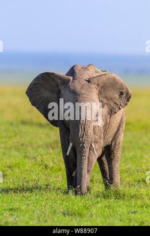 Afrikanischer Elefant (Loxodonta africana), jungen Fütterung in der Savanne, Masai Mara National Reserve, Kenia Stockfoto